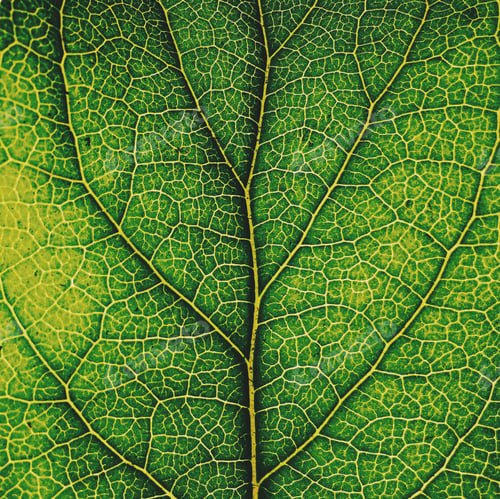 Preview: Green