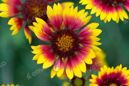 Preview: Beautiful blooming flowers.