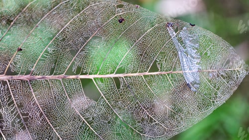 Preview: decaying tree leaf