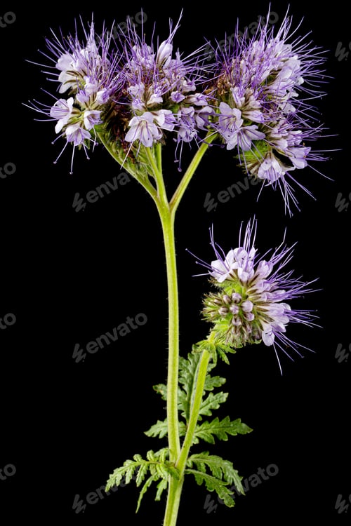 Preview: Light purple flowers of phacelia, isolated on black background