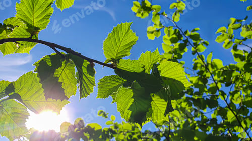 Preview: Hazelnut branches against the blue sky. Summer nature suburban area.