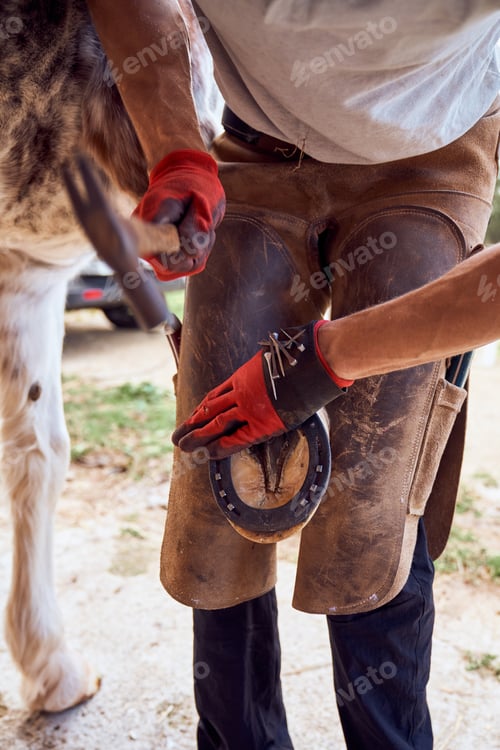 Preview: Farrier boy changing horseshoe in the stable
