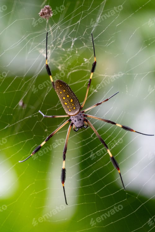 Preview: Large spider in Costa Rican jungle