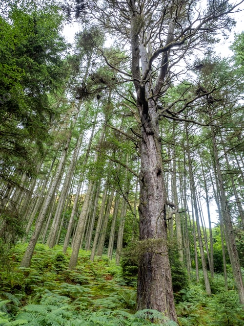 Preview: Views of tall oak tree on the way to Conic Hill, Scotland