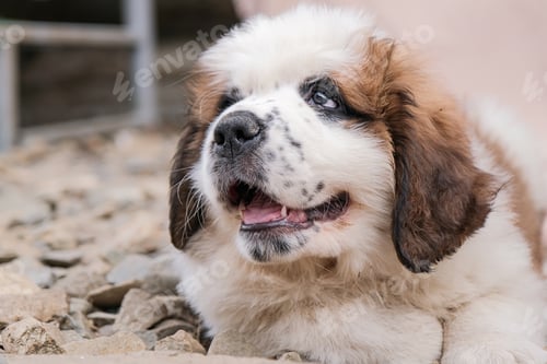 Preview: little saint Bernard puppy lying outdoors relaxed