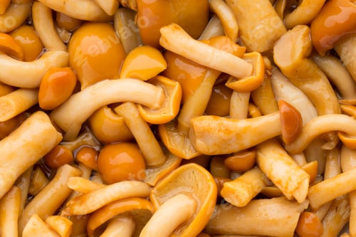 Preview: Shimeji mushrooms brown fumgi varieties Background.