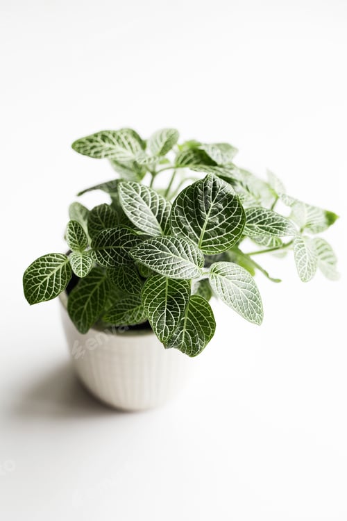 Preview: Succulent plant