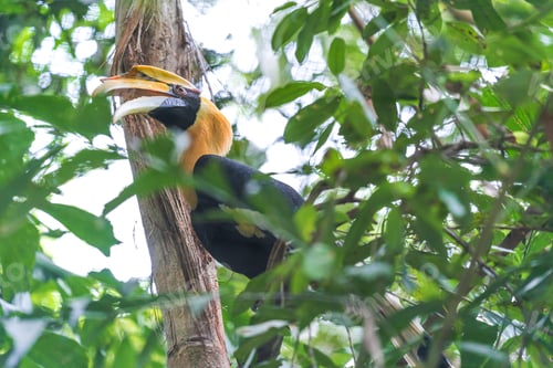 Preview: Hornbills, bird on the tree