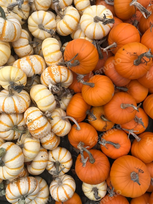 Preview: Pumpkins