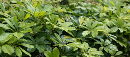 Preview: Close-up on Fresh Green Schefflera Leaves with Water Droplets After Rain.