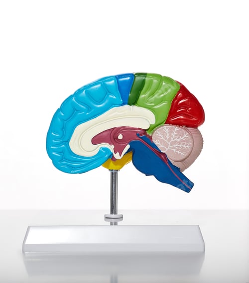 Preview: Brain health concept in healthcare. Anatomical model of human brain for medical education, close-up