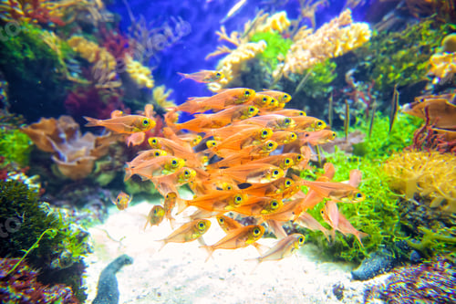 Preview: School of fish