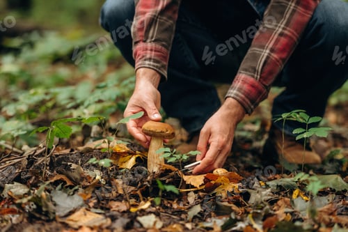 Preview: Slicing it by using knife. Close up view of man that is doing mushroom picking in the forest