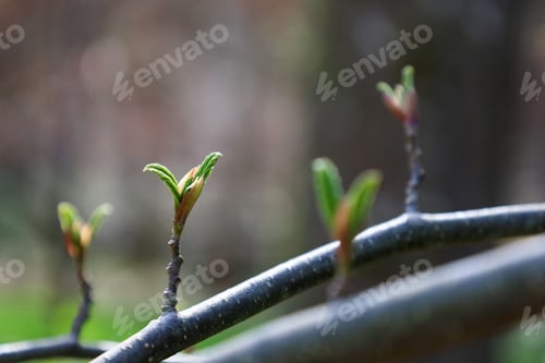 Preview: Closeup of sparse tree branches with small leaves