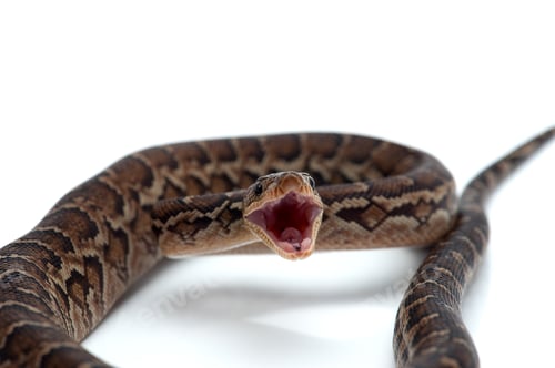 Preview: Cuban tree boa isolated on white background