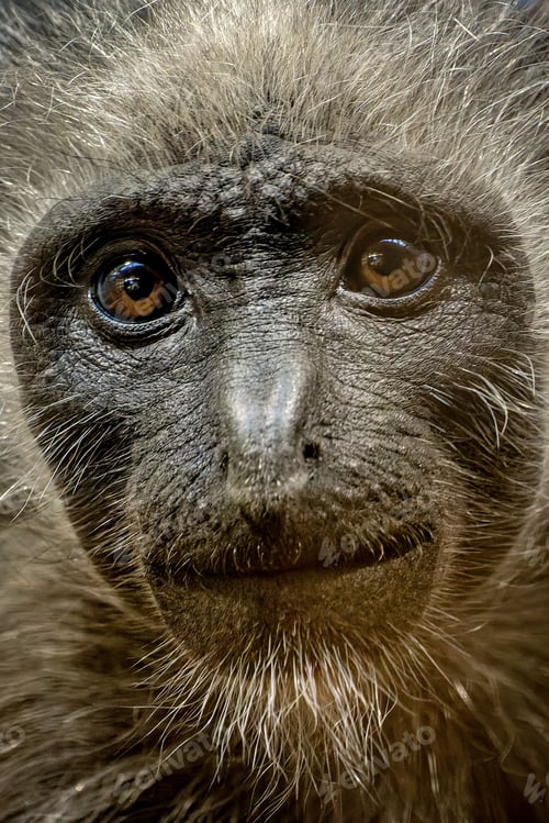 Preview: Closeup of curious monkey gazing directly into the camera