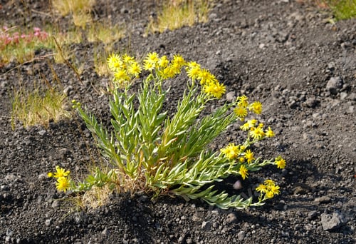 Preview: Senecio aetnensis plant with yellow flowers and succulent-like leaves
