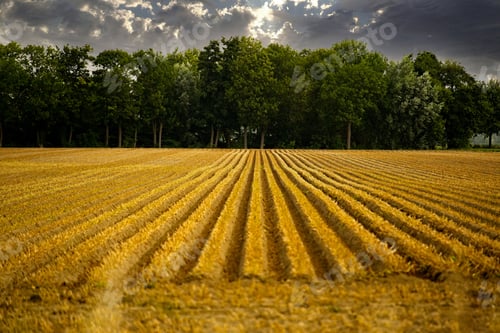 Preview: Agricultural field near a green forest on a cloudy day
