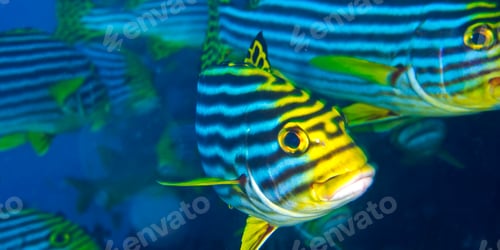 Preview: Striped Oriental Sweetlips, Maldives