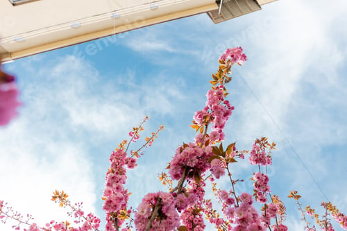 Preview: bottom view of pink flowers on branches of sakura tree