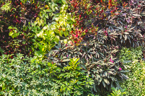 Vista previa: wall of variety of bright tropical plants, selective focus, copy space