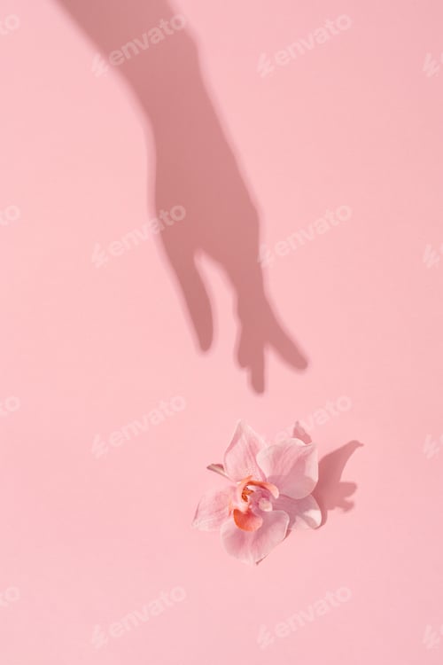 Preview: Woman's Hand Shadow Touches a Pink Flower.