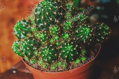 Preview: Cacti in pot.
