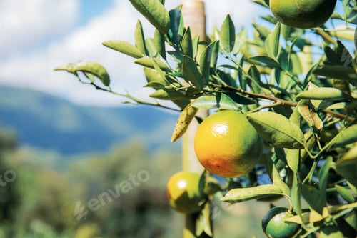 Preview: Orange on tree at sky
