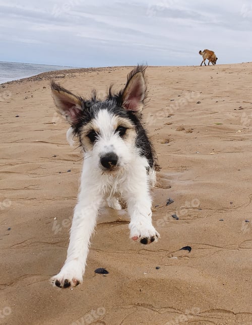 Preview: Energetic Dog Runs on a Sandy Beach
