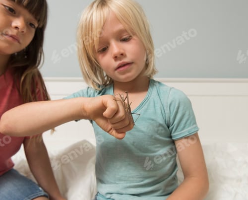 Preview: Boy looking at stick insect on his hand