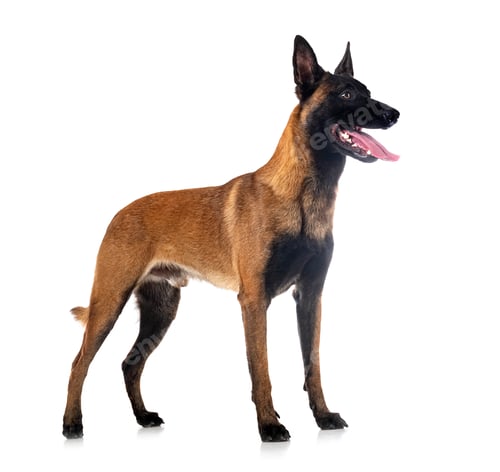 Preview: malinois in studio