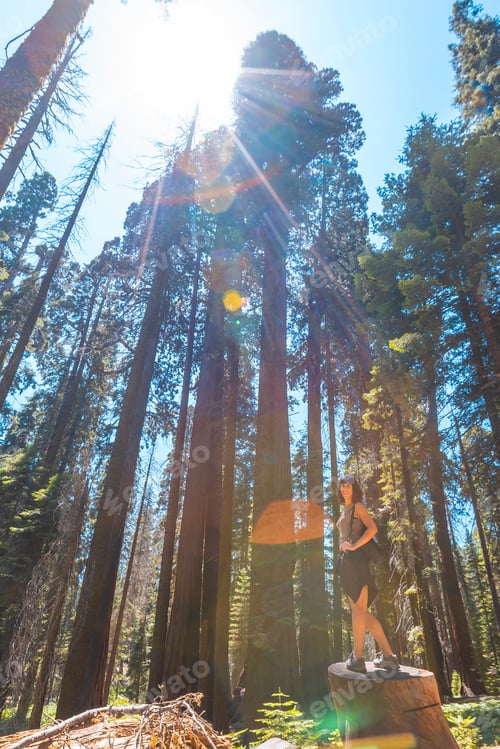 Preview: 09 sequoia 0051