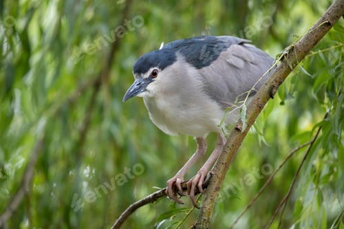 Preview: Black-crowned night heron