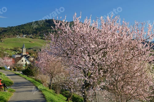 Preview: Church with flowering cherry trees in the Black forest, Germany