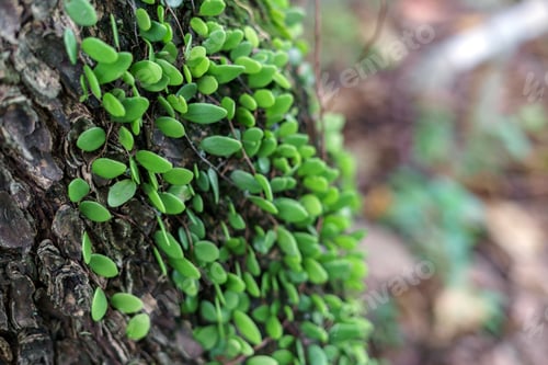 Preview: Epiphytic scandens plants cling to trees