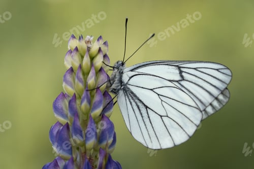 Preview: Closeup of a Black-veined white butterfly perched on a lupine flower