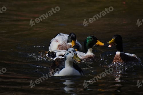 Preview: ducks in the water with an open beak trying to bite the fish