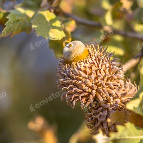 Preview: Acorn of Turkey oak