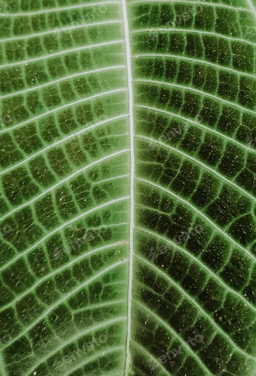 Preview: Macro shot of the leaf cells