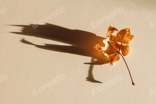 Preview: Single autumn maple tree leaf with shadow isolated on pastel background. Flat lay, top view.