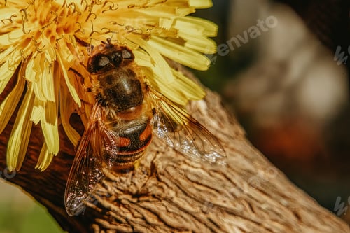 Preview: Bee taking pollen from a dandelion flower