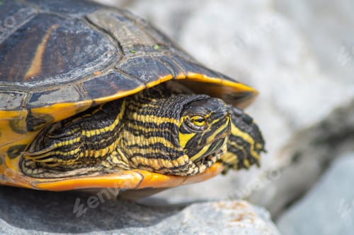 Preview: portrait of freshwater pond turtle with yellow stripes and brown shell,exotic