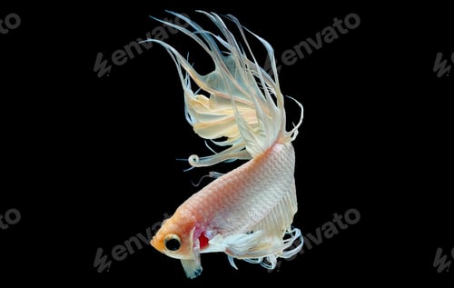 Preview: White betta fish, Siamese fighting fish with light yellow color was isolated on black background