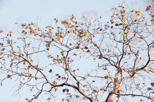 Preview: Autumn forest, Summer Forest,India