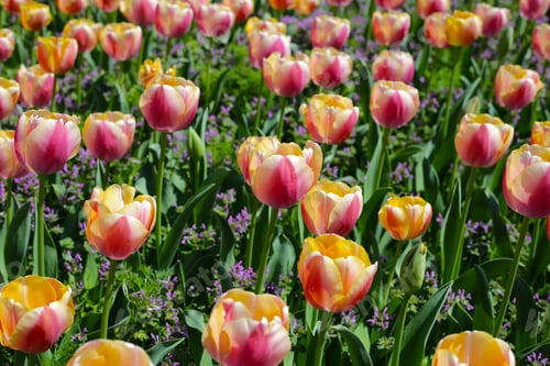 Preview: Beautiful tulip flower garden. The Expo 70 Commemorative Park, Osaka, Japan