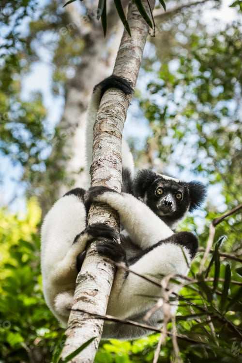 Preview: Indri aka Babakoto (Indri Indri), a large lemur in Perinet Reserve, Andasibe-Mantadia National Park,