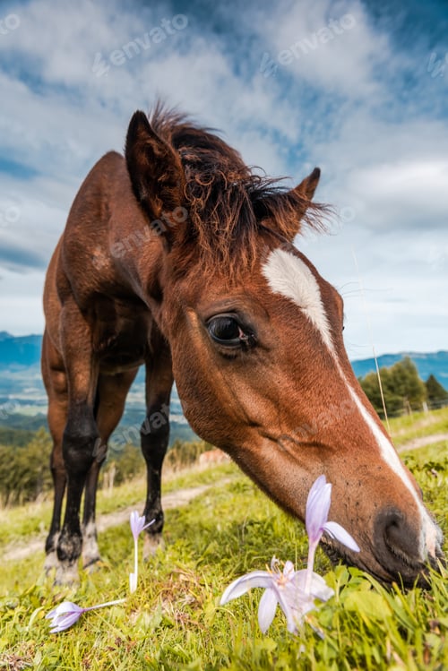 Preview: Horse Grazing on Green Pasture and Wild Flowers. Close Up Portra