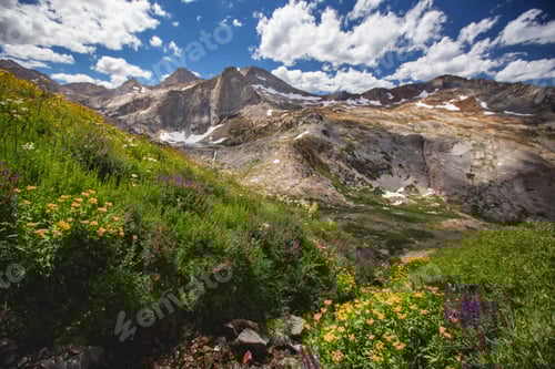 Preview: Flowers on a beautiful spring day in the mountains