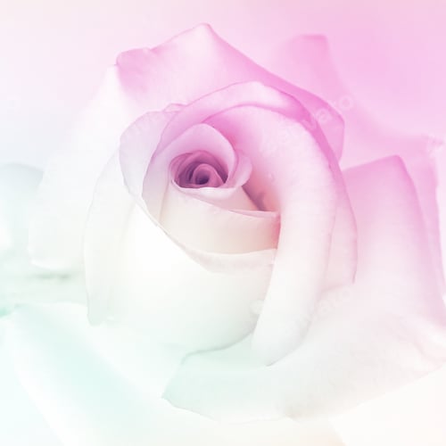 Preview: Colorful Rose In Soft Color For Background