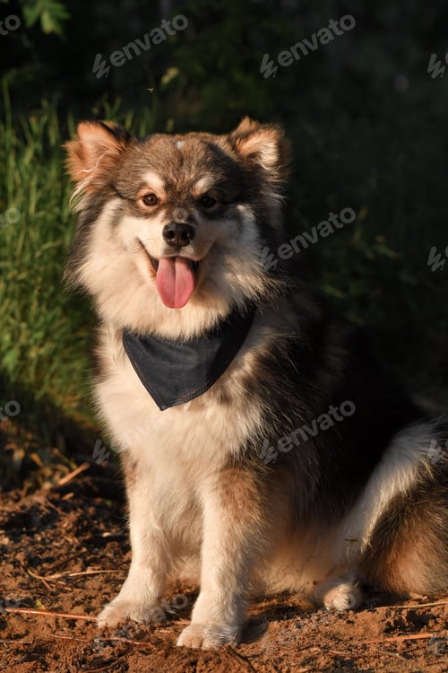 Preview: Portrait of a young puppy finnish lapphund dog wearing a bandana during sunset